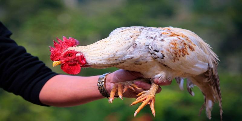 Đặc điểm ngoại hình của gà linh kê